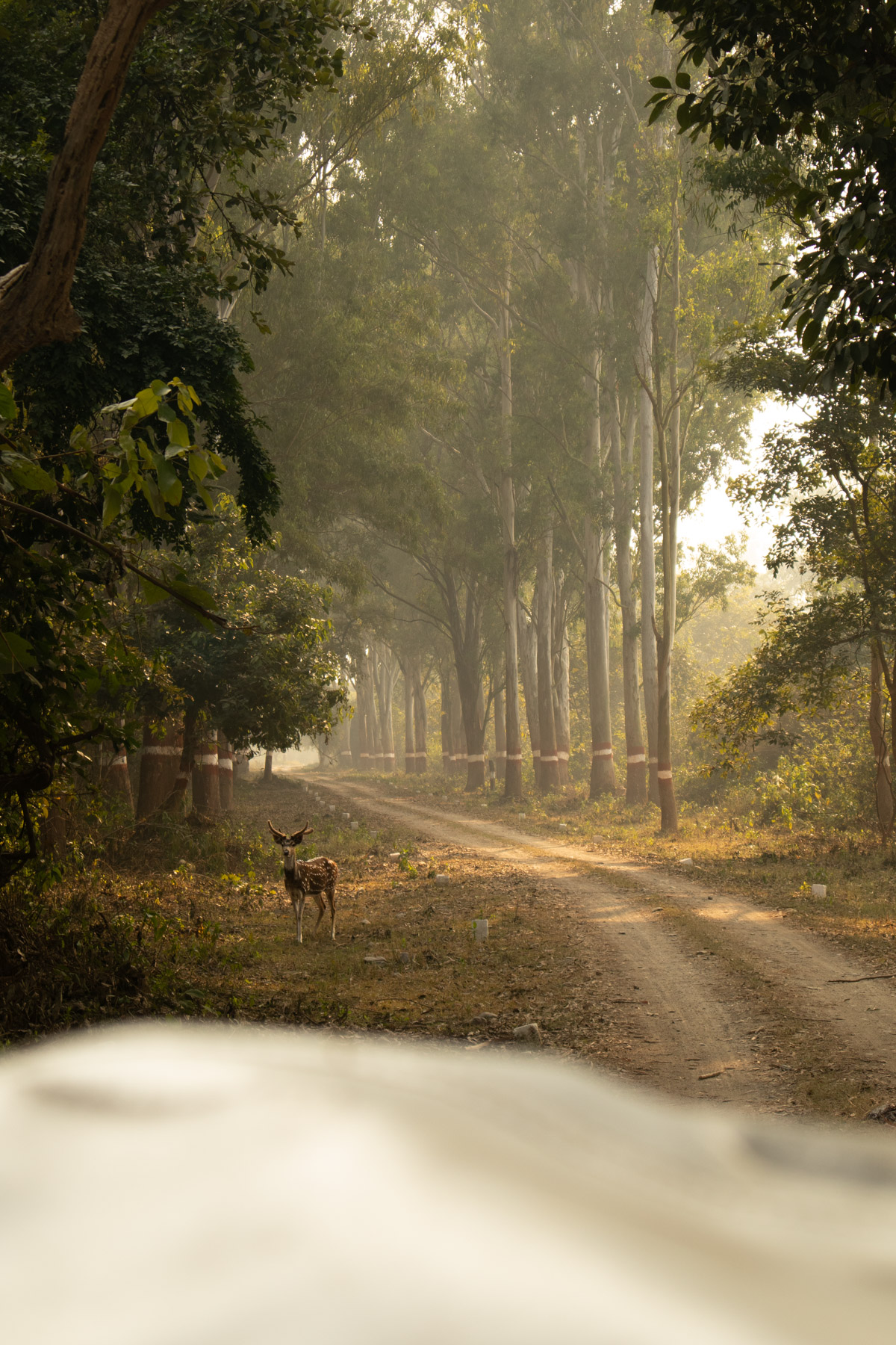 Safari